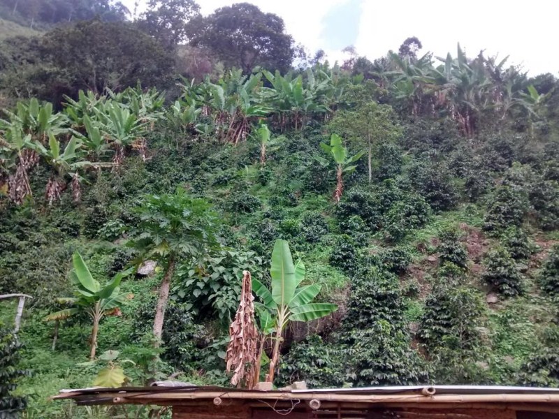 Finca Cafetera, Gigante – Huila (640-478) – STM Inmobiliaria – Alquiler