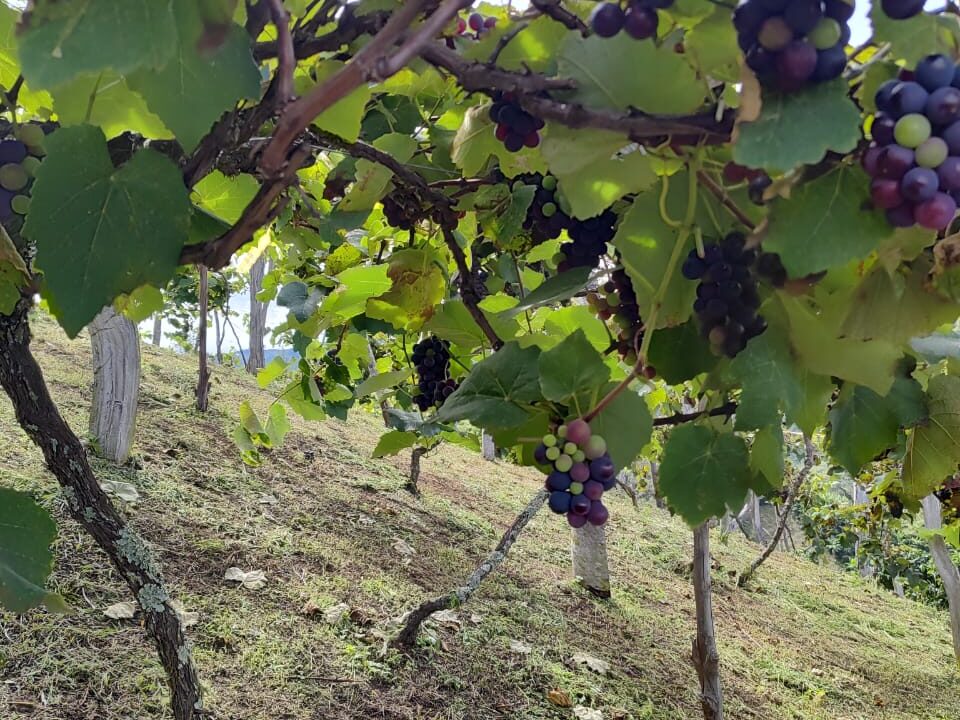 4aa8a80b-b651-4804-bf4f-c36d19bd1386