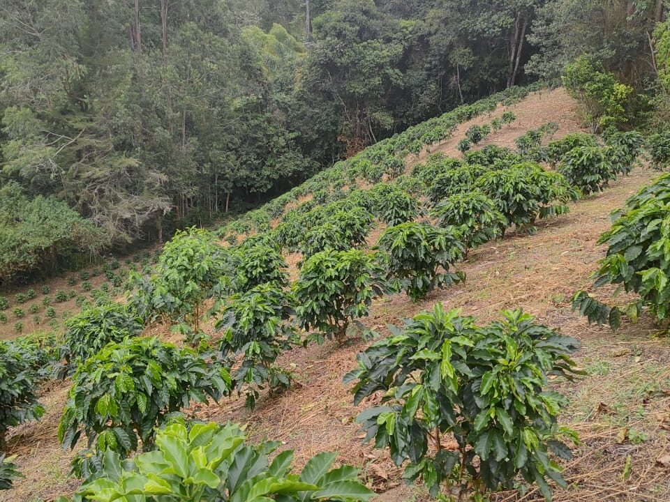 a481ff0e-3469-4c84-a912-3d85827a707c